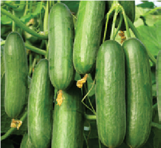 Kafka Cucumber Seeds - Syngenta | F1 Hybrid | Buy Online at Best Price