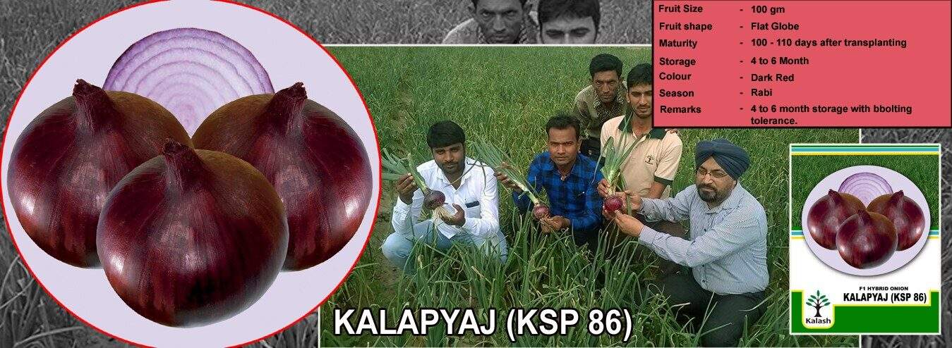 Kala Pyaz KSP-86 Onion - Kalash | F1 Hybrid | Buy Online at Best Price