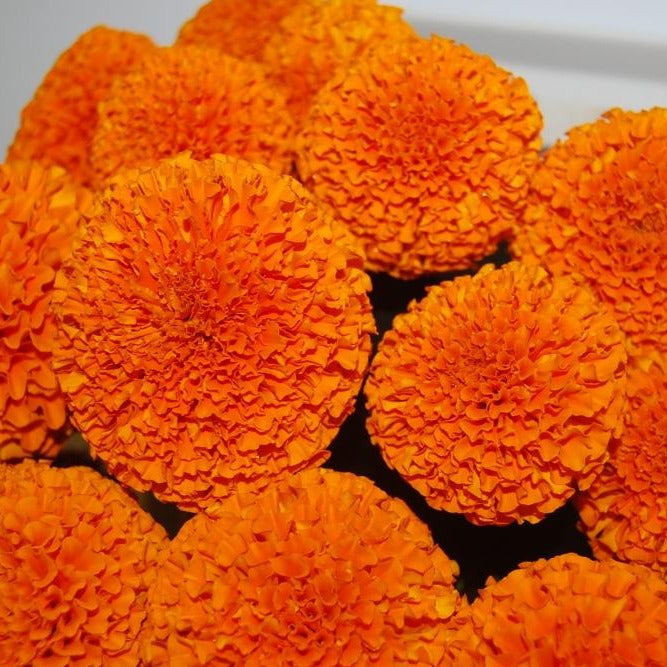 Sarpan Kolkata Marigold Seeds| F1 Hybrid | Buy Online at Best Price