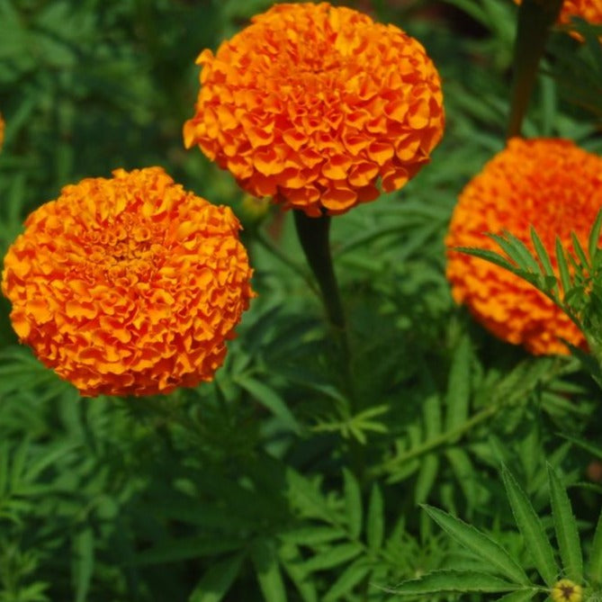 Sarpan Kolkata Marigold Seeds| F1 Hybrid | Buy Online at Best Price