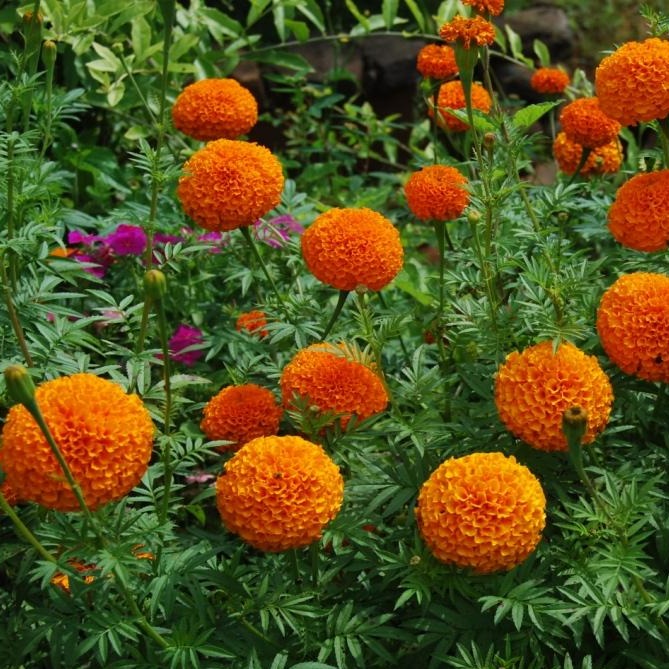 Sarpan Kolkata Marigold Seeds| F1 Hybrid | Buy Online at Best Price