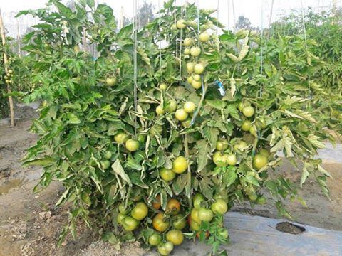 Laksh Tomato Seeds- Known You | F1 Hybrid | Buy Online at Best Price