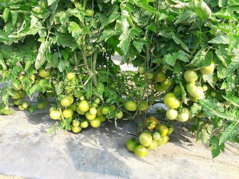 Laksh Tomato Seeds- Known You | F1 Hybrid | Buy Online at Best Price