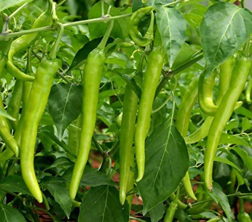 Jalsa 3 Chilli Seeds - Indus | F1 Hybrid | Buy Online at Best Price