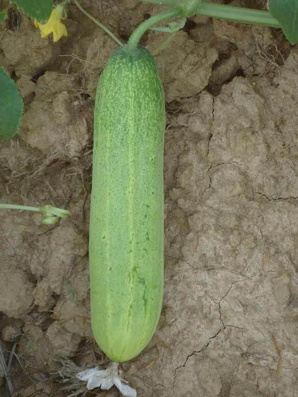 Madhuri Cucumber Seeds - Pan | F1 Hybrid | Buy Online at Best Price