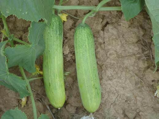 Madhuri Cucumber Seeds - Pan | F1 Hybrid | Buy Online at Best Price