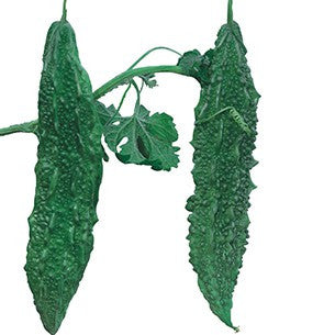 Mahy 101 Bittergourd Seeds - Mahyco | F1 Hybrid | Buy at Best Price