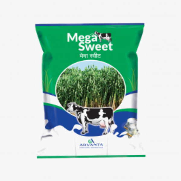 Mega Sweet Forage Seeds - Advanta | F1 Hybrid | Buy Online at Best Price