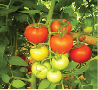 Myla Tomato Seeds - Syngenta | F1 Hybrid | Buy Online at Best Price