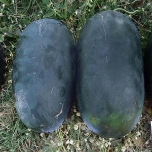 Maxx Watermelon Seeds - Nunhems | F1 Hybrid | Buy Online at Best Price