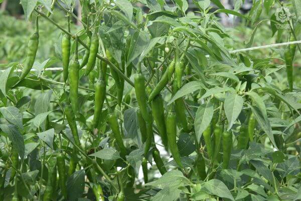 Nupur Chilli Seeds - VNR | F1 Hybrid | Buy Online at Best Price