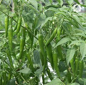 Nupur Chilli Seeds - VNR | F1 Hybrid | Buy Online at Best Price