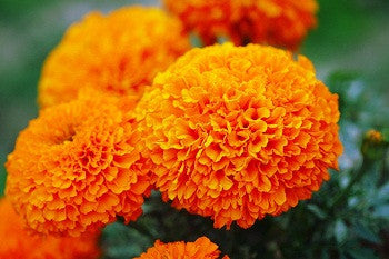 Orange 900 Marigold Seeds - Sakata | F1 Hybrid | Buy Online at Best Price