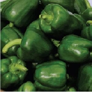 Paladin Capsicum Seeds - Syngenta | F1 Hybrid | Buy Online at Best Price