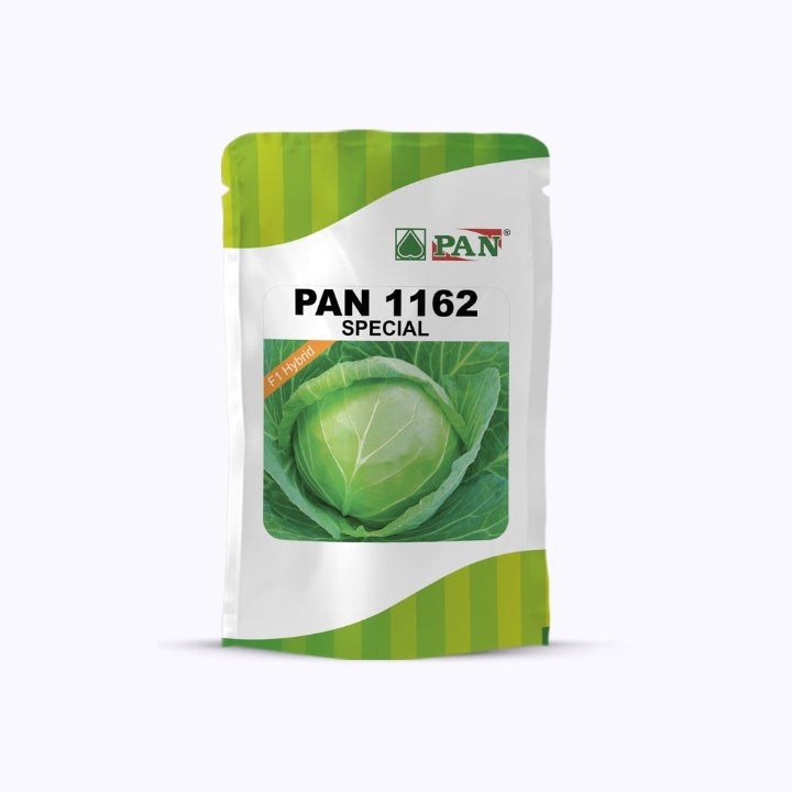 Pan 1162 Cabbage Seeds | Buy Online at Best Price - DesiKheti