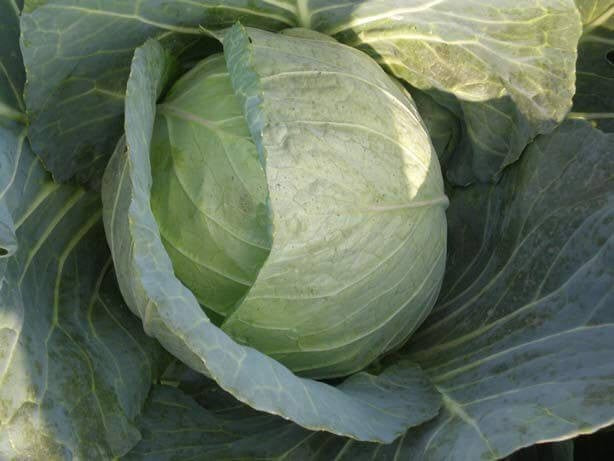 Pan 1182 Moon Cabbage Seeds | F1 Hybrid | Buy Online at Best Price