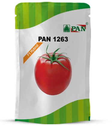 Pan 1263 Tomato Seeds | F1 Hybrid | Buy Online at Best Price