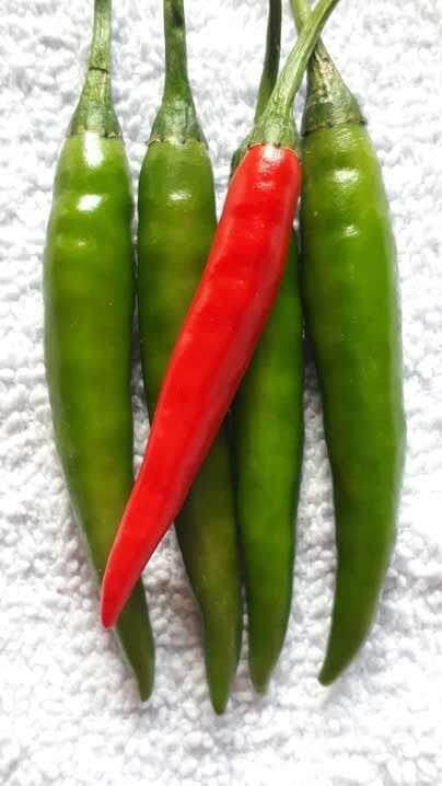 Pan 1402 Chilli Seeds | F1 Hybrid | Buy Online at Best Price