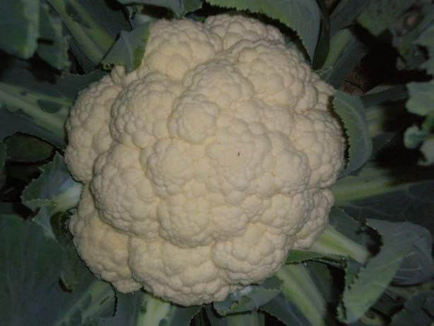 Pan 3003 Cauliflower Seeds | F1 Hybrid | Buy Online at Best Price