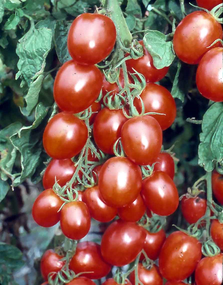 Precious Tomato Seeds - Known You | F1 Hybrid | Buy Online at Best Price