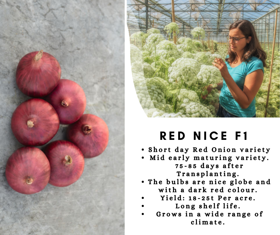 Red Nice Onion Seeds - Bejo | F1 Hybrid | Buy Online at Best Price