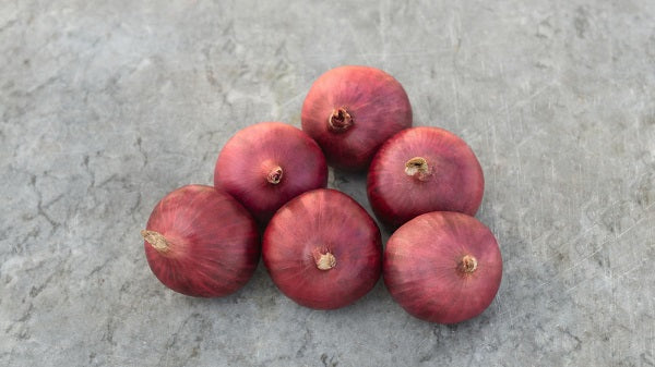 Red Nice Onion Seeds - Bejo | F1 Hybrid | Buy Online at Best Price