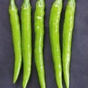 Sarpan – 132 Chilli Seeds | F1 Hybrid | Buy Online at Best Price