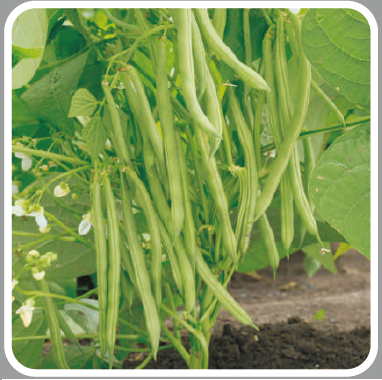 Seville Beans Seeds - Syngenta | Buy Online at Best Price