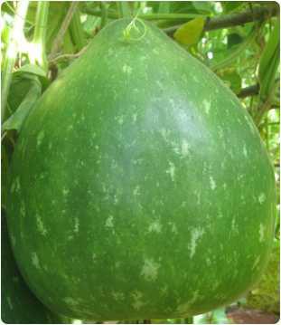 Shaan Bottle gourd Seeds - Ashoka | F1 Hybrid | Buy Online at Best Price