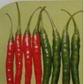 SHP-4884 Chilli Seeds - Seminis | F1 Hybrid | Buy Online at Best Price