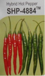 SHP-4884 Chilli Seeds - Seminis | F1 Hybrid | Buy Online at Best Price