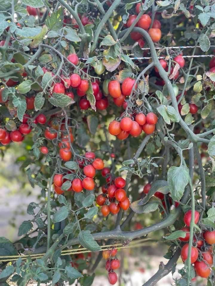 Siri Cherry Tomato Seeds - Known You | F1 Hybrid | Buy Online at Best Price