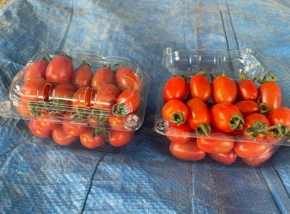 Siri Cherry Tomato Seeds - Known You | F1 Hybrid | Buy Online at Best Price