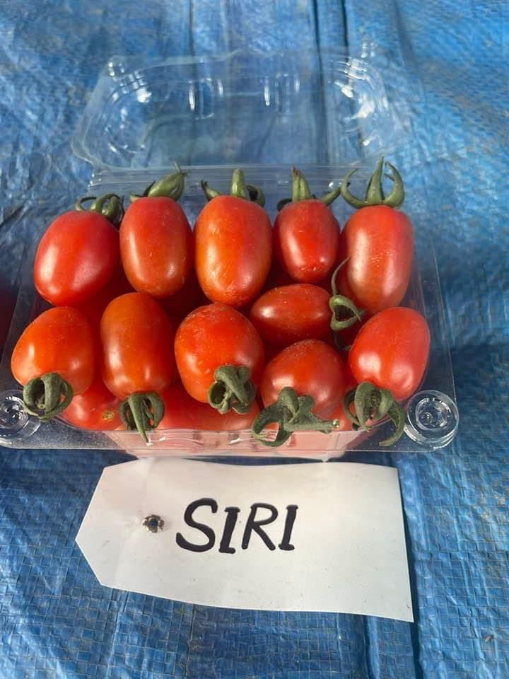 Siri Cherry Tomato Seeds - Known You | F1 Hybrid | Buy Online at Best Price