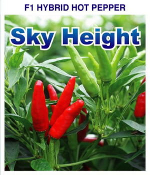 Sky Height Chilli Seeds - Nongwoo | F1 Hybrid | Buy Online at Best Price