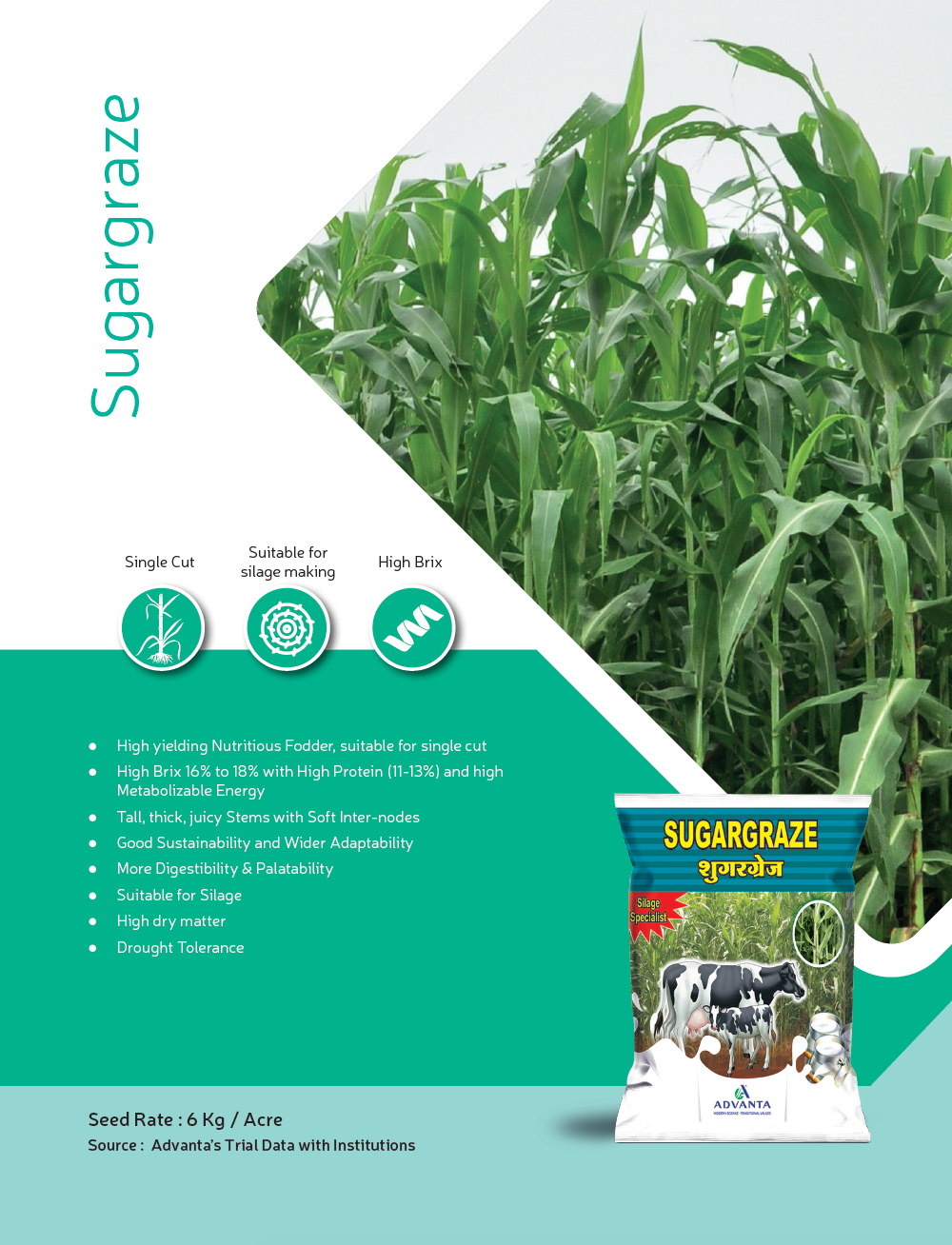 Sugargraze Grass Seeds -Advanta | F1 Hybrid | Buy Online at Best Price