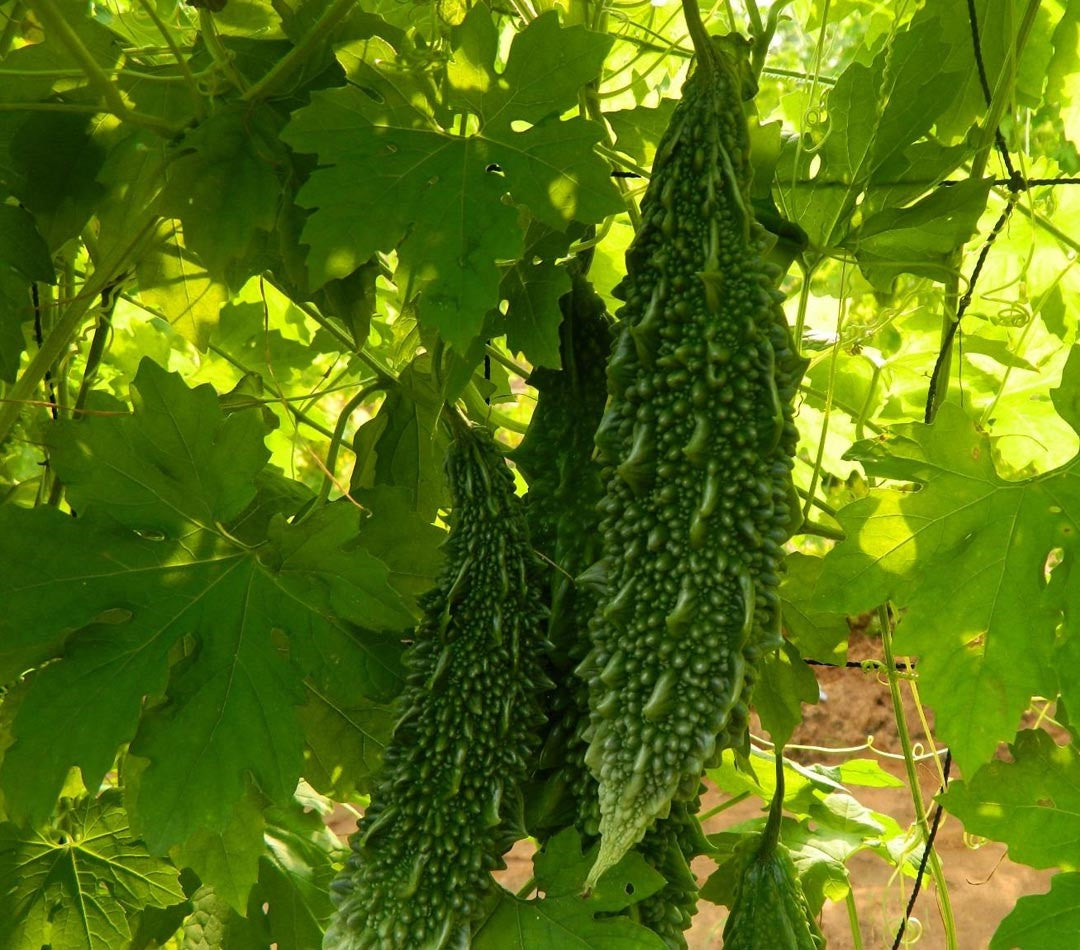 Indus Super Mohini Bitter Gourd Seeds | F1 Hybrid | Buy Online at Best Price