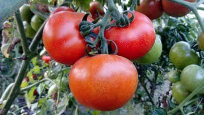 Pan 3682 Spl Tomato Seeds | F1 Hybrid | Buy Online at Best Price