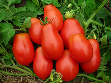 JKTH 533 Tomato Seeds (Oval) | F1 Hybrid | Buy Online at Best Price