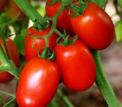 Indus 106 Tomato Seeds | F1 Hybrid | Buy Online at Best Price