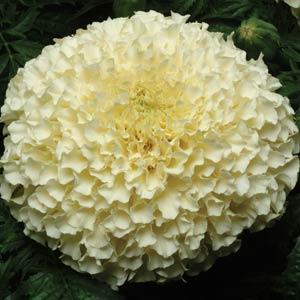 African Vanilla Marigold Seeds - PanAmerican | F1 Hybrid | Buy Online at Best Price