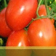 Abhinav Tomato Seeds - Syngenta | F1 Hybrid | Buy Online at Best Price