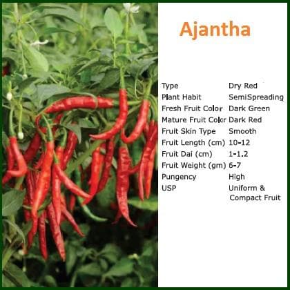 Ajantha Chilli Seeds - Bioseed | F1 Hybrid | Buy Online at Best Price