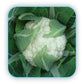 Anandi Cauliflower Seeds - Sungro | F1 Hybrid | Buy Online at Best Price