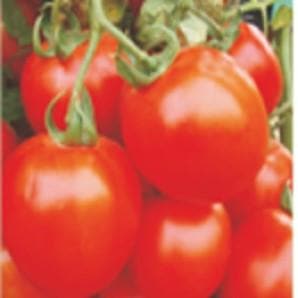 Badshah Tomato Seeds - Nunhems | F1 Hybrid | Buy Online at Best Price