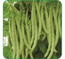 Classic NZ Beans Seeds - Ashoka | F1 Hybrid | Buy Online at Best Price