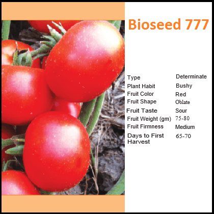 Bioseed 777 Tomato Seeds | F1 Hybrid | Buy Online at Best Price