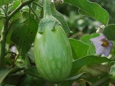 Kirti Brinjal Seeds - Ankur | F1 Hybrid | Buy Online at Best Price