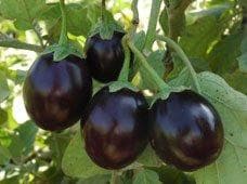 Kirti Brinjal Seeds - Ankur | F1 Hybrid | Buy Online at Best Price