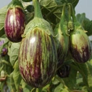 Kirti Brinjal Seeds - Ankur | F1 Hybrid | Buy Online at Best Price